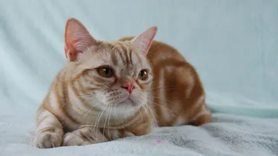 Американская короткошерстная кошка: фото, характер, описание породы