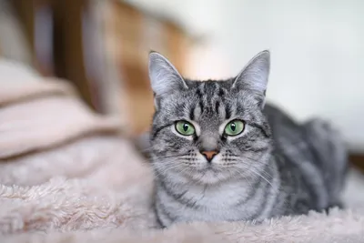 Американский кот Shorthair сидящ и смотрящ вперед Стоковое Изображение -  изображение насчитывающей американская, довольно: 68176179