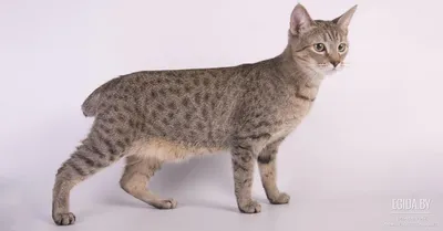 Американский бобтейл - фото и описание породы кошек (характер, уход и  кормление)