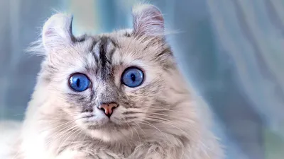 Американская кошка (200 фото) - фото - картинки и рисунки: скачать бесплатно