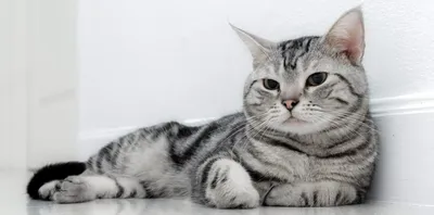 Американские короткошерстные кошки: фото и описание (характер, уход и  кормление)