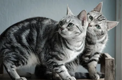 Американский керл кошка: фото, характер, описание породы