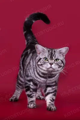 Американский кот Shorthair на покрашенных предпосылках Стоковое Изображение  - изображение насчитывающей чистоплемено, котята: 129325039