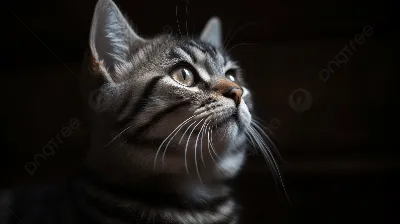 Американская короткошерстная - описание породы кошек: характер, особенности  поведения, размер, отзывы и фото - Питомцы Mail.ru