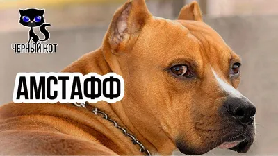 Американский стаффордширский терьер - «Стафф- это собака для умных,  ответственных, активных и любящих людей!» | отзывы