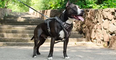 Черный амстафф, собака бежит по …» — создано в Шедевруме