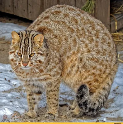 Дальневосточный лесной кот | Барнаульский зоопарк «Лесная сказка»