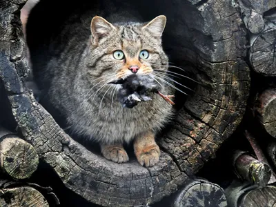Амурский лесной кот у водопоя — Фото №1385786