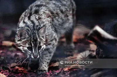 Амурский лесной кот🐆 Амурские лесные коты немного крупнее домашней кошки.  Размер тела вместе с хвостом составляет.. | ВКонтакте