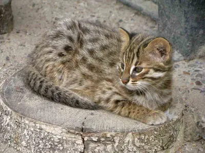 Амурский лесной кот в Московском зоопарке | РИА Новости Медиабанк