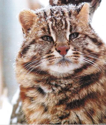 Краснокнижные коты подарили пару лесных кис зоосаду под Хабаровском -  AmurMedia.ru