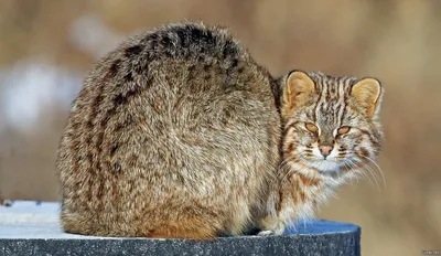 Живая находка: детеныша редкого лесного кота подкинули к дверям нацпарка -  12.11.2018, Sputnik Абхазия