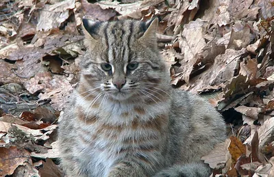 Амурский (дальневосточный) лесной кот: описание, много фото