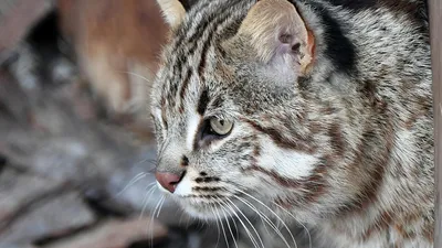 Дальневосточный лесной кот. Фотограф Константин Костин