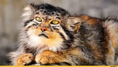 Just Travel - Эта невообразимая морда – амурский лесной кот. | Facebook