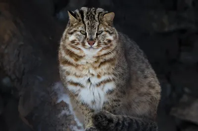 амурский лесной кот Prionailurus Felis Bengalensis Euptilura  дальневосточный лесной кот — северный подвид леопарда Стоковое Фото -  изображение насчитывающей серо, угрожано: 221805992