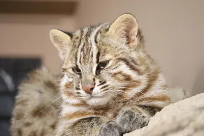 Амурский дикий кот :: Lada Kozlova – Социальная сеть ФотоКто