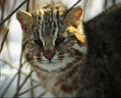 Амурский лесной кот: любит свой участок, запасается жиром и ухаживает за  котятами | Приключения натуралиста | Дзен