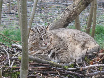 Амурский лесной кот фото фотографии