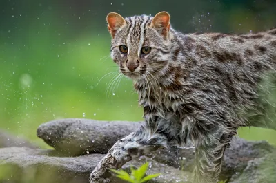 Дальневосточный лесной кот | Барнаульский зоопарк «Лесная сказка»
