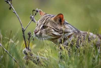 Без кота и жизнь не та - Амурский лесной кот | Facebook