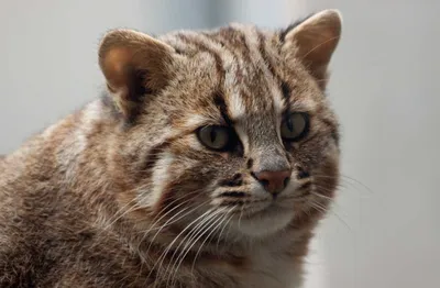 Можно ли приручить амурского лесного кота? | Узнай Россию | Дзен