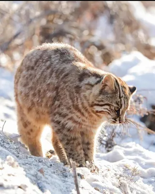 Редкие лесные коты попали в объектив фотографа на \"Земле леопарда\" -  Новости РГО