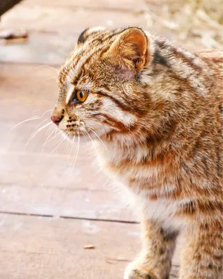 Амурский лесной кот переехал в Московский зоопарк из Новосибирска -  Рамблер/новости