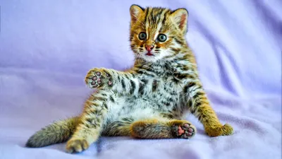 Just Travel - Эта невообразимая морда – амурский лесной кот. | Facebook