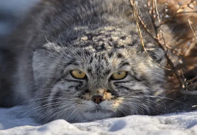 Амурский лесной кот: любит свой участок, запасается жиром и ухаживает за  котятами | ВКонтакте