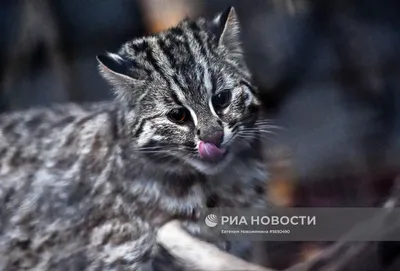 В Приморье спасли краснокнижных лесных котят :: Новости :: ТВ Центр