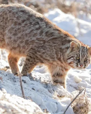 Амурский лесной кот | Пикабу