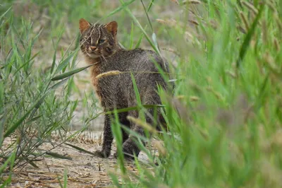 Амурский лесной кот» — создано в Шедевруме