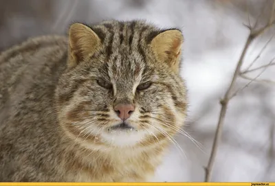 Амурский лесной кот: любит свой участок, запасается жиром и ухаживает за  котятами | Приключения натуралиста | Дзен