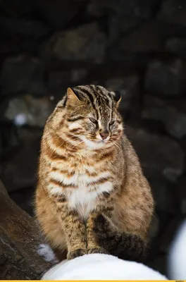 🐇 Амурский лесной кот, зимний лес…» — создано в Шедевруме