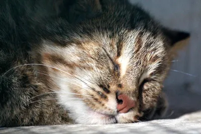 Амурский лесной кот | Пикабу