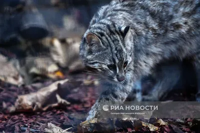Амурский лесной кот в Московском зоопарке | РИА Новости Медиабанк