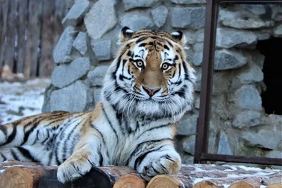 Амурский тигр Шторм \"разговорился\" на новом месте в зоосаде под Хабаровском  - AmurMedia.ru