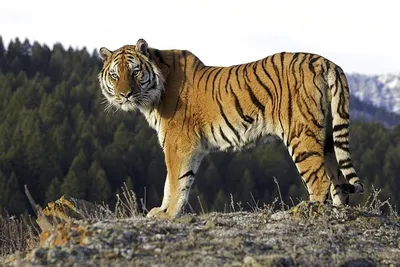Амурский тигр • Красная книга Амурской области