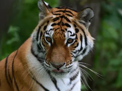 Популяция амурского тигра на Дальнем Востоке достигла 650 особей - РИА  Новости, 28.07.2022