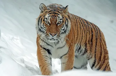 Интересные факты о животных: амурский тигр - Notivory