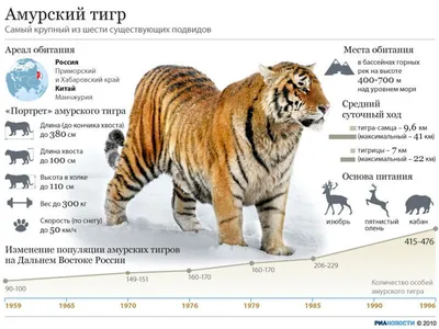 Амурский тигр: самый крупный и самый редкий - РИА Новости, 02.02.2010