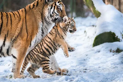 Амурский тигр улыбается фотографу | Вокруг Света