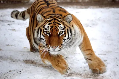 В Хабаровском крае амурский тигр погиб в схватке с более крупным самцом —  Информационный портал CaspianLife