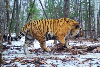 Эксперт рассказал, почему амурский тигр никогда не поселится в Якутии -  Российская газета