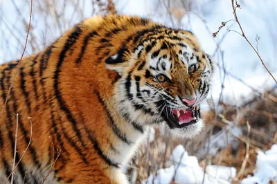 Пазл амурский тигр - разгадать онлайн из раздела \"Животные\" бесплатно