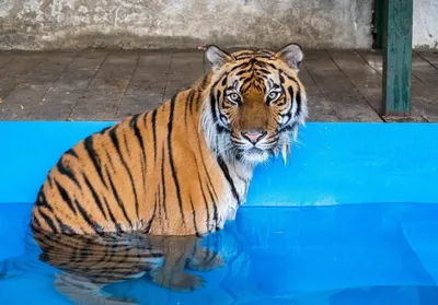 Интересные факты о животных: амурский тигр - Notivory