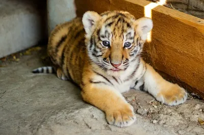 В Московском зоопарке появился амурский тигр – Москва 24, 27.07.2016