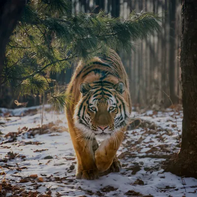 Амурский тигр умылся и отдохнул на фоне Владивостока. Хищника запечатлела  автоматическая видеокамера