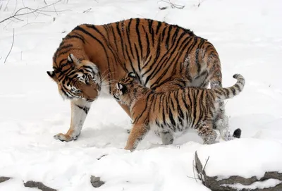 В рижском зоопарке больше всего рад снегу амурский тигр Аугустс - nra.lv